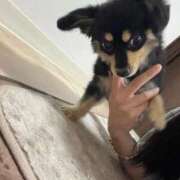 ヒメ日記 2025/11/27 22:56 投稿 あや ドMな逆バニーちゃん　すすきの店