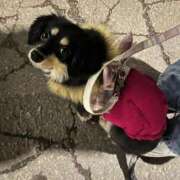 ヒメ日記 2025/11/29 20:36 投稿 あや ドMな逆バニーちゃん　すすきの店