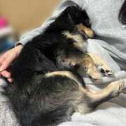 ヒメ日記 2025/12/06 21:56 投稿 あや ドMな逆バニーちゃん　すすきの店