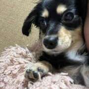 ヒメ日記 2025/12/09 00:36 投稿 あや ドMな逆バニーちゃん　すすきの店