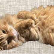 ヒメ日記 2025/04/19 18:17 投稿 しま みやこ