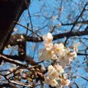 ヒメ日記 2025/03/27 13:10 投稿 ひまり 完熟ばなな 上野店