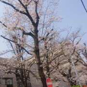 ヒメ日記 2026/04/01 09:17 投稿 こう 奥様さくら日本橋店