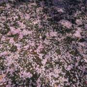 ヒメ日記 2026/04/16 09:13 投稿 こう 奥様さくら日本橋店