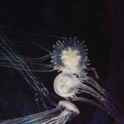 ヒメ日記 2025/03/25 12:35 投稿 めろ 奥様さくら日本橋店