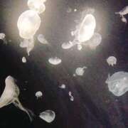 ヒメ日記 2025/04/12 12:08 投稿 めろ 奥様さくら日本橋店