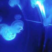 ヒメ日記 2025/05/11 12:37 投稿 めろ 奥様さくら日本橋店