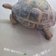 ヒメ日記 2025/06/11 17:56 投稿 めろ 奥様さくら日本橋店