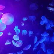 ヒメ日記 2025/07/18 14:36 投稿 めろ 奥様さくら日本橋店