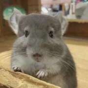 ヒメ日記 2025/10/29 21:56 投稿 めろ 奥様さくら日本橋店