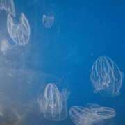 ヒメ日記 2025/11/14 11:56 投稿 めろ 奥様さくら日本橋店