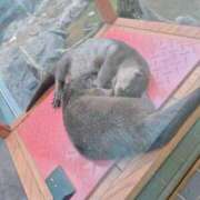 ヒメ日記 2025/11/27 13:26 投稿 めろ 奥様さくら日本橋店