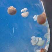 めろ めろ（clubさくら日本橋店） 奥様さくら日本橋店