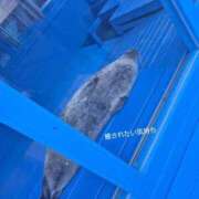 ヒメ日記 2026/02/16 14:16 投稿 めろ 奥様さくら日本橋店