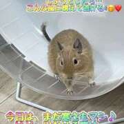 ヒメ日記 2025/03/12 13:57 投稿 さき 奥様さくら日本橋店