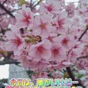 ヒメ日記 2025/03/19 18:06 投稿 さき 奥様さくら日本橋店