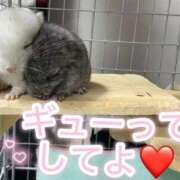 ヒメ日記 2025/11/05 13:25 投稿 さき 奥様さくら日本橋店