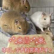 さき さき（clubさくら日本橋店） 奥様さくら日本橋店