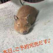 さき さき（clubさくら日本橋店） 奥様さくら日本橋店