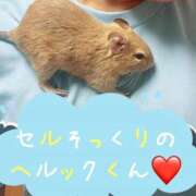 さき さき（clubさくら日本橋店） 奥様さくら日本橋店