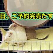 ヒメ日記 2026/05/02 10:06 投稿 さき 奥様さくら日本橋店