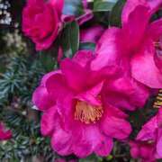 ヒメ日記 2024/12/14 13:25 投稿 星野 MadameRest(マダムレスト)