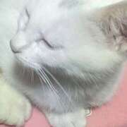 ヒメ日記 2024/12/15 13:15 投稿 星野 MadameRest(マダムレスト)