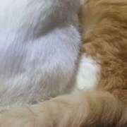 ヒメ日記 2025/02/01 12:51 投稿 星野 MadameRest(マダムレスト)