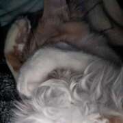 ヒメ日記 2025/02/11 11:32 投稿 星野 MadameRest(マダムレスト)