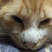 ヒメ日記 2025/02/15 15:55 投稿 星野 MadameRest(マダムレスト)