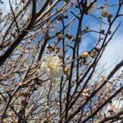 ヒメ日記 2025/02/23 09:12 投稿 星野 MadameRest(マダムレスト)