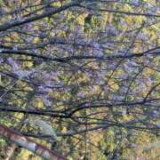 ヒメ日記 2025/03/07 22:42 投稿 星野 MadameRest(マダムレスト)