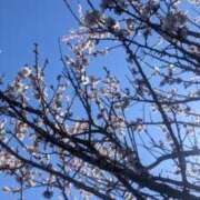 ヒメ日記 2025/03/09 10:44 投稿 星野 MadameRest(マダムレスト)