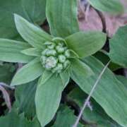 ヒメ日記 2025/03/14 22:03 投稿 星野 MadameRest(マダムレスト)