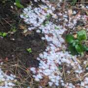 ヒメ日記 2025/03/16 11:04 投稿 星野 MadameRest(マダムレスト)