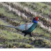 ヒメ日記 2025/03/20 08:49 投稿 星野 MadameRest(マダムレスト)