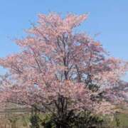 ヒメ日記 2025/03/22 14:19 投稿 星野 MadameRest(マダムレスト)