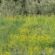 ヒメ日記 2025/03/26 13:29 投稿 星野 MadameRest(マダムレスト)