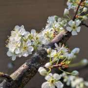 ヒメ日記 2025/03/30 08:56 投稿 星野 MadameRest(マダムレスト)