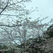 ヒメ日記 2025/04/05 11:08 投稿 星野 MadameRest(マダムレスト)