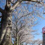 ヒメ日記 2025/04/08 13:50 投稿 星野 MadameRest(マダムレスト)