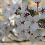 ヒメ日記 2025/04/09 17:05 投稿 星野 MadameRest(マダムレスト)