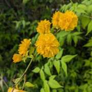 ヒメ日記 2025/04/25 21:07 投稿 星野 MadameRest(マダムレスト)