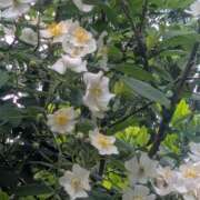 ヒメ日記 2025/05/04 11:02 投稿 星野 MadameRest(マダムレスト)