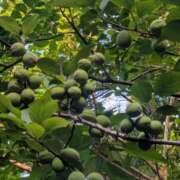 ヒメ日記 2025/05/24 09:09 投稿 星野 MadameRest(マダムレスト)