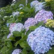 ヒメ日記 2025/06/14 09:22 投稿 星野 MadameRest(マダムレスト)