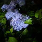 ヒメ日記 2025/06/24 14:01 投稿 星野 MadameRest(マダムレスト)