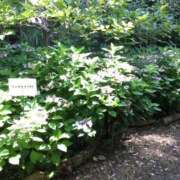 ヒメ日記 2025/06/28 11:21 投稿 星野 MadameRest(マダムレスト)