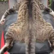 ヒメ日記 2025/07/13 00:14 投稿 星野 MadameRest(マダムレスト)