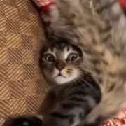 ヒメ日記 2025/07/13 09:54 投稿 星野 MadameRest(マダムレスト)